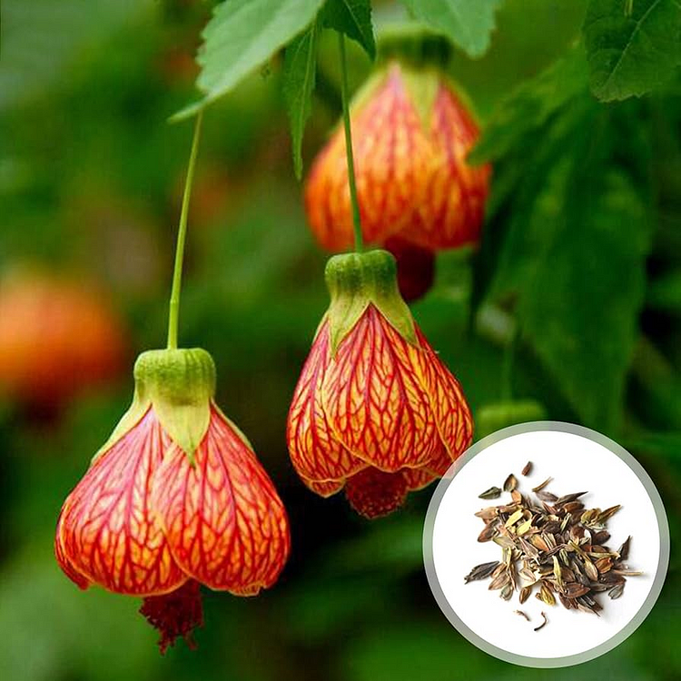 Last Day Promotion 60% OFF🌺Abutilon Pictum Seeds(98% Germination)⚡Buy 2 Get Free Shipping