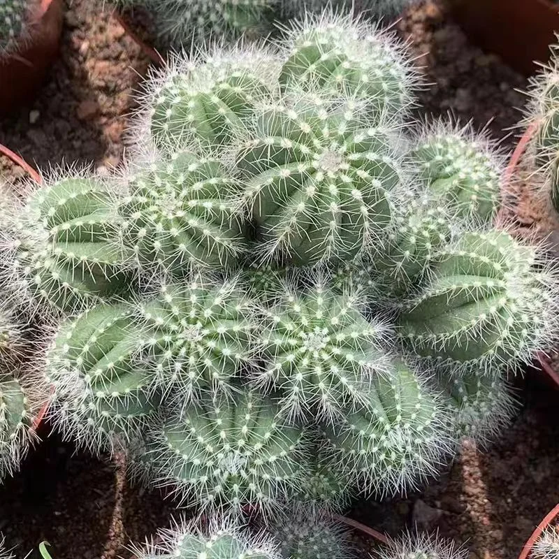 plant Aeonium Echeveria Haworthia  Caudex  Lithops Cactus  Agave 