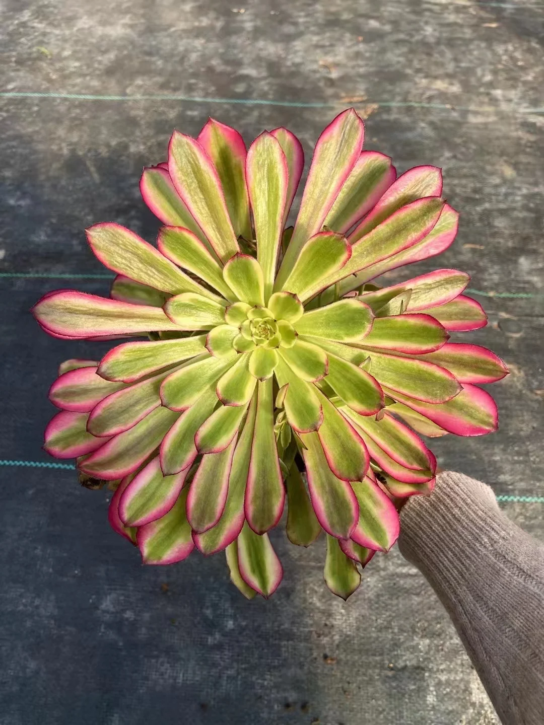 plant Aeonium Echeveria Haworthia  Caudex  Lithops Cactus  Agave 