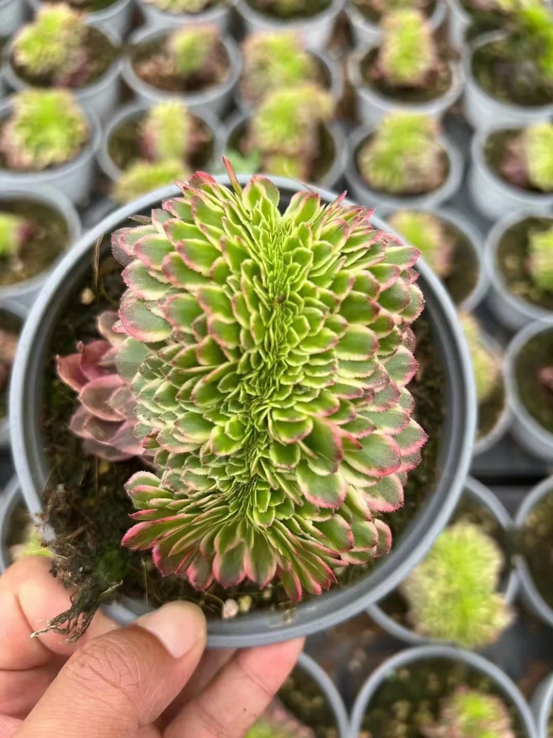195. Halloween cream brocade crested / Aeonium crested /Aeonium plants  / Garden landscape / Carefully select healthy plants