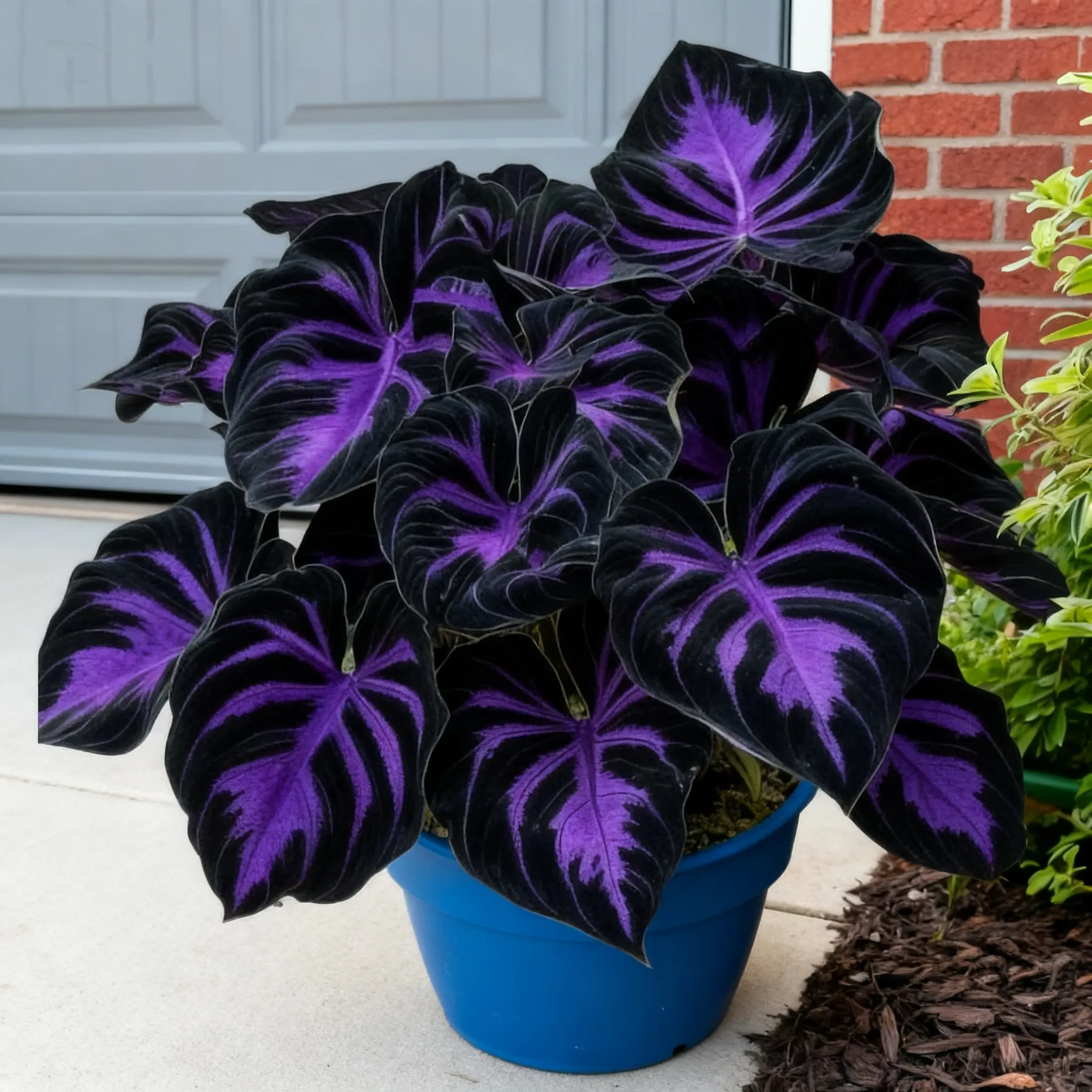 🌈🔥 Limited Edition Rainbow Flame Hostas -Rare Multicolor Foliage, Exclusive to Our Store 🌸
