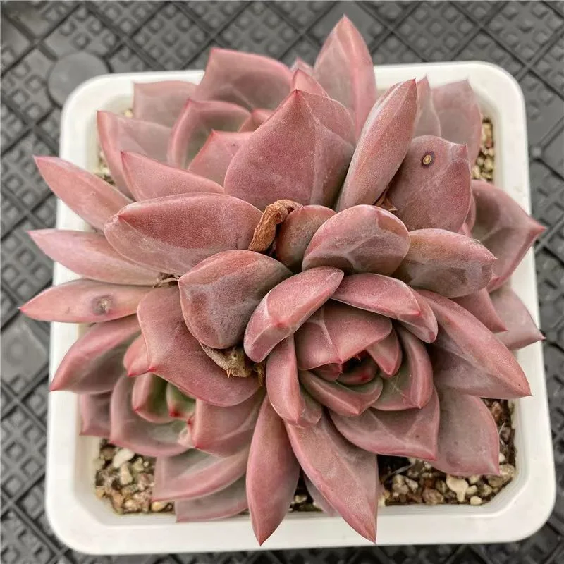 plant Aeonium Echeveria Haworthia  Caudex  Lithops Cactus  Agave 