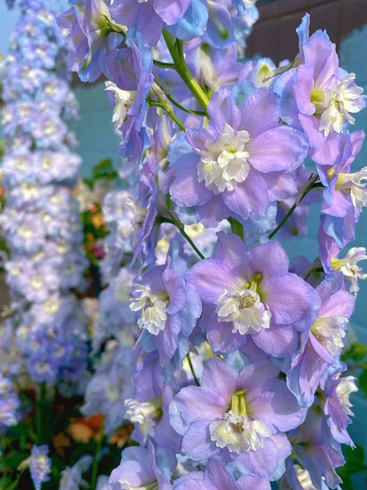 Delphinium Seeds-Mixed 7 Colors