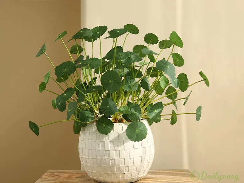 Copperleaf Seeds: Grow Your Own Luck and Prosperity! 🌿💰