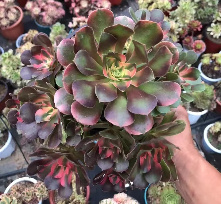 plant Aeonium Echeveria Haworthia  Caudex  Lithops Cactus  Agave 