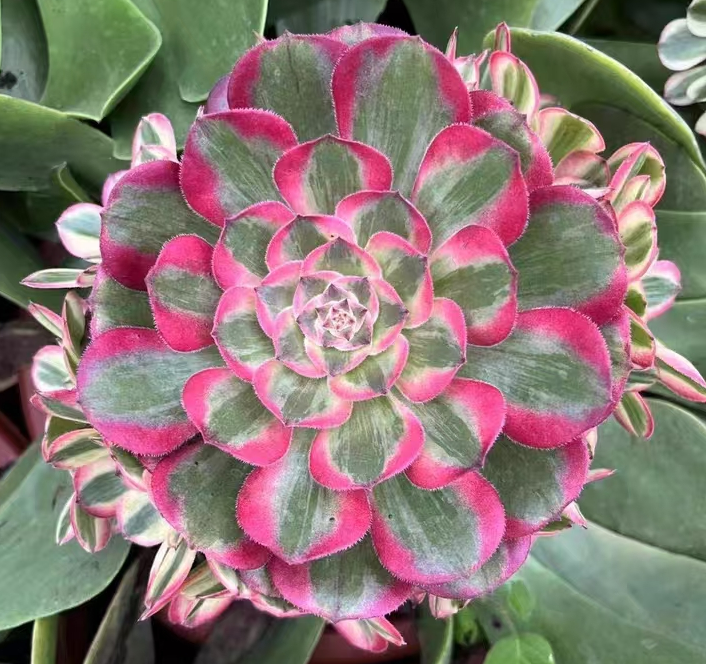 1124. Yu he cluster 15-18cm/Aeonium cluster/Aeonium plants / Succulent plants / Garden landscape / Carefully select healthy plants