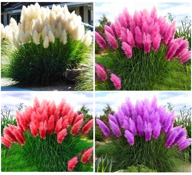 Pampas Grass Magic Garden Seeds