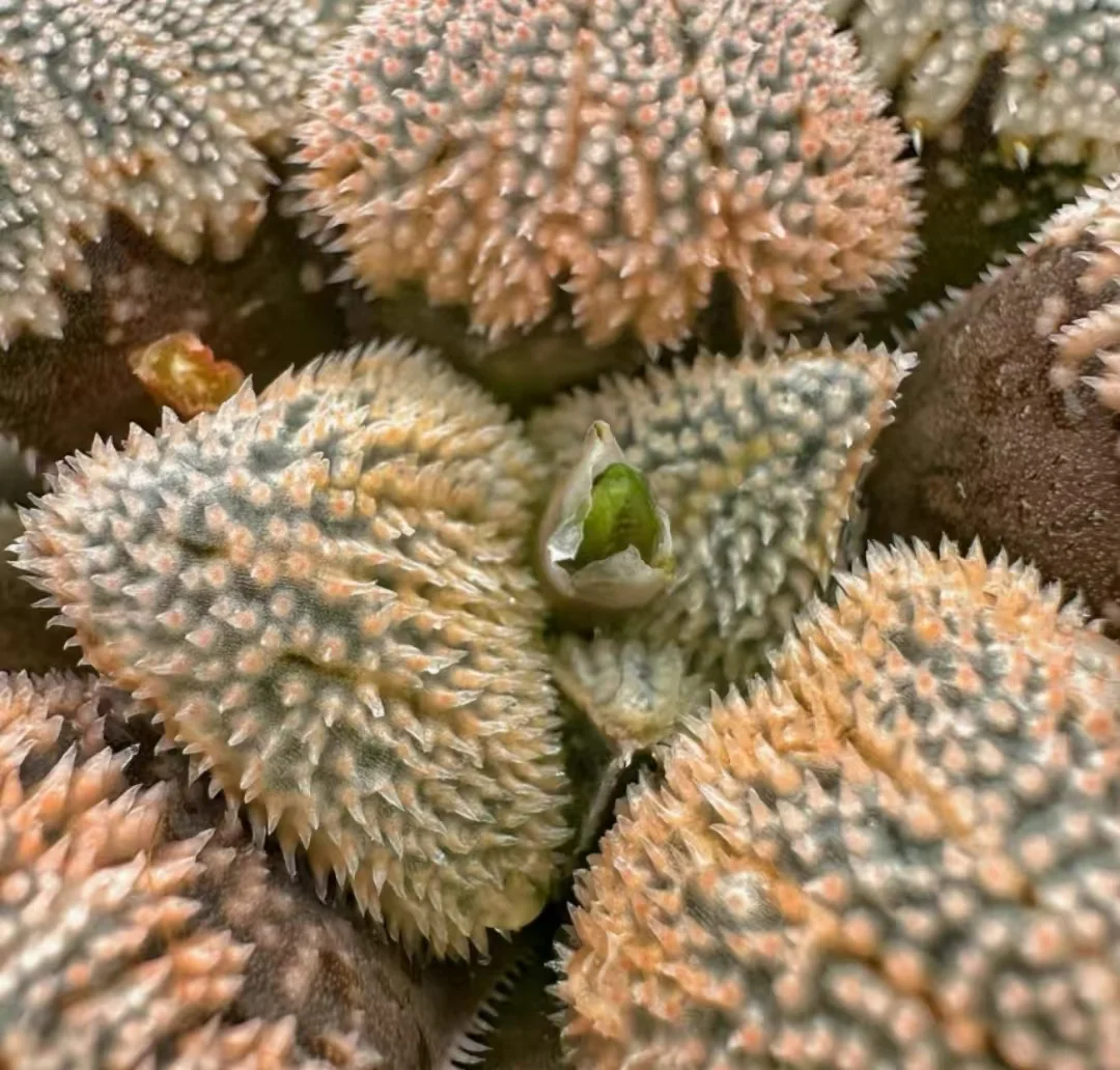 plant Aeonium Echeveria Haworthia  Caudex  Lithops Cactus  Agave 