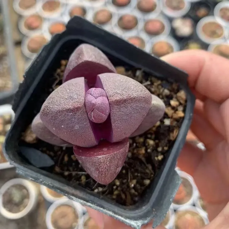 plant Aeonium Echeveria Haworthia  Caudex  Lithops Cactus  Agave 