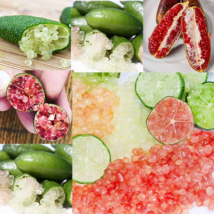 Finger Lime Seeds-Citrus Australasica