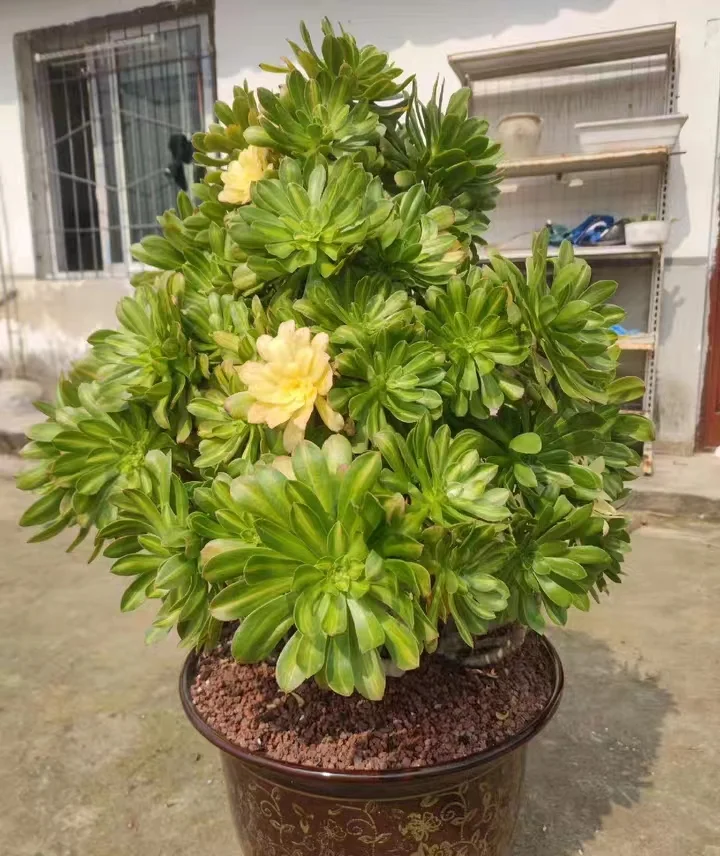 8.  Dharma brocade . cluster 15-18cm 8 heads/ Aeonium plants/Aeonium cluster/ Succulent plants / Garden landscape / Carefully select healthy plants