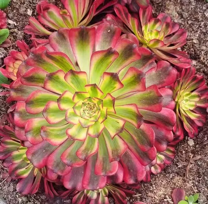 plant Aeonium Echeveria Haworthia  Caudex  Lithops Cactus  Agave 