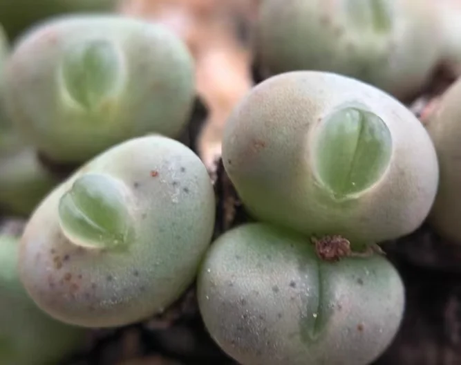 882.   Dolphin beak  single head / Lithops and Conophytum  /  Succulent plants / Garden landscape / Carefully select healthy plants