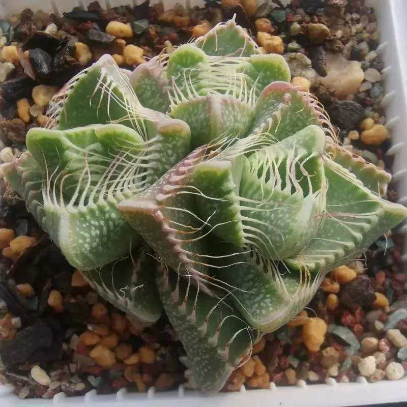 plant Aeonium Echeveria Haworthia  Caudex  Lithops Cactus  Agave 