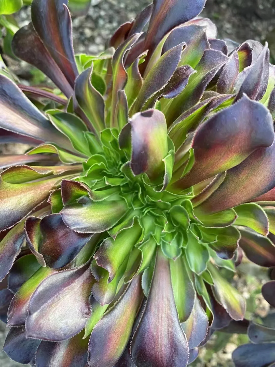 plant Aeonium Echeveria Haworthia  Caudex  Lithops Cactus  Agave 