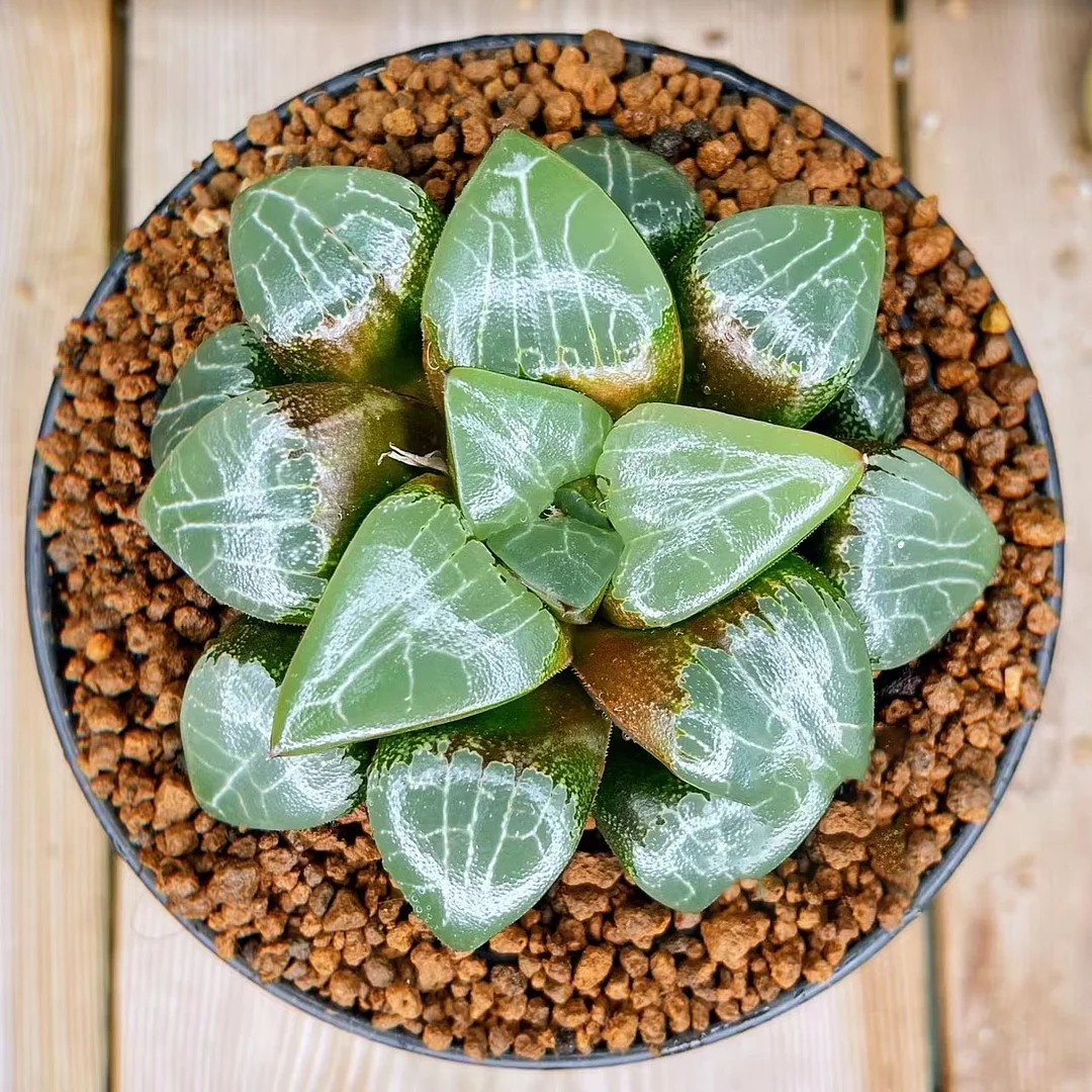 94.  Moon shadow H.Retusa 5-6cm / Haworthia/ Succulent plants / Garden landscape / Carefully select healthy plants