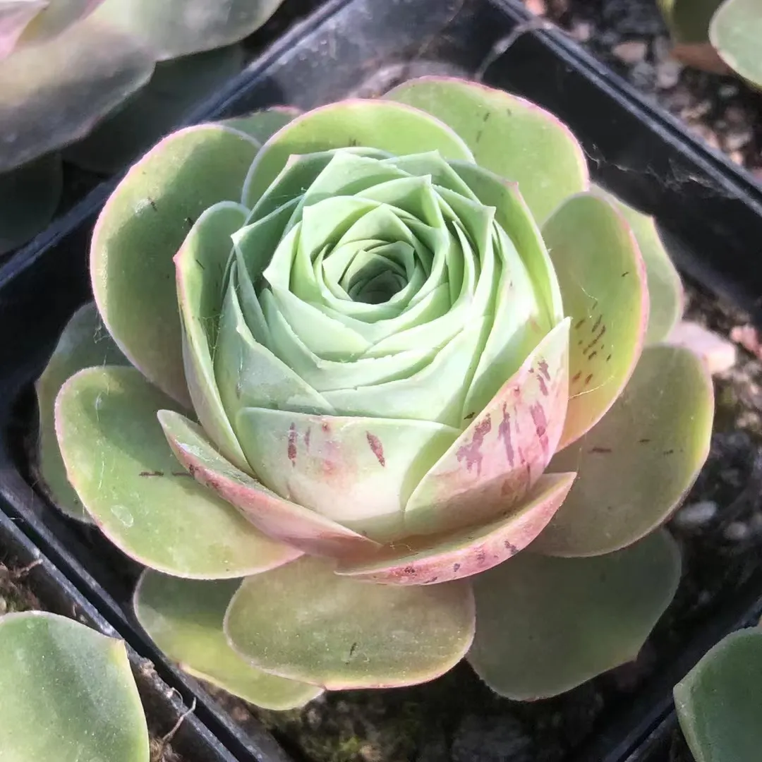 plant Aeonium Echeveria Haworthia  Caudex  Lithops Cactus  Agave 