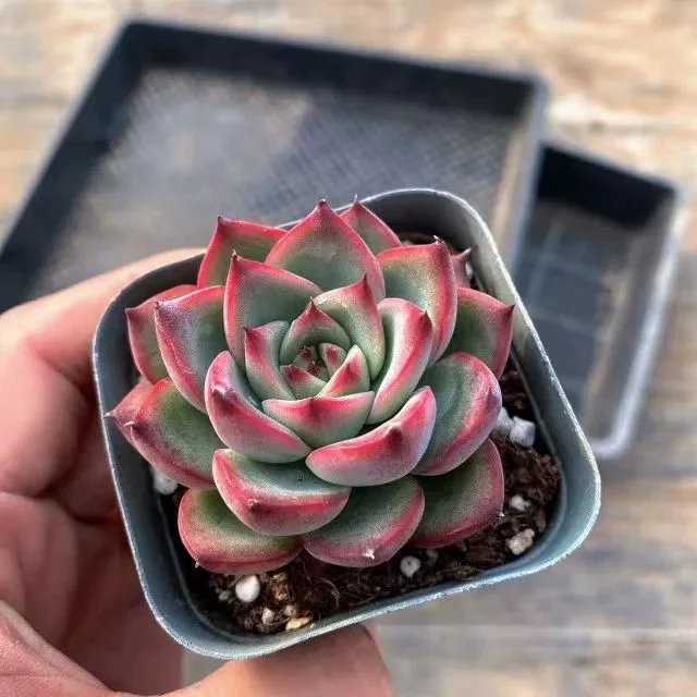 plant Aeonium Echeveria Haworthia  Caudex  Lithops Cactus  Agave 