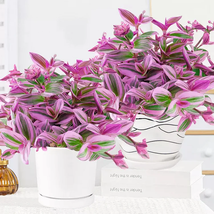 Reserve tradescantia 2024 bundle for daniela