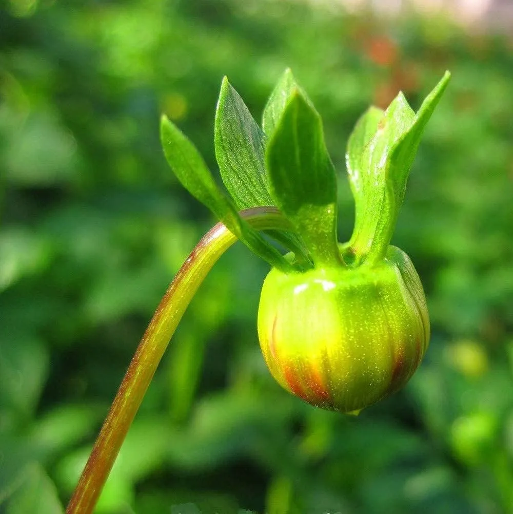 Blue Fireball Dahlia Seeds