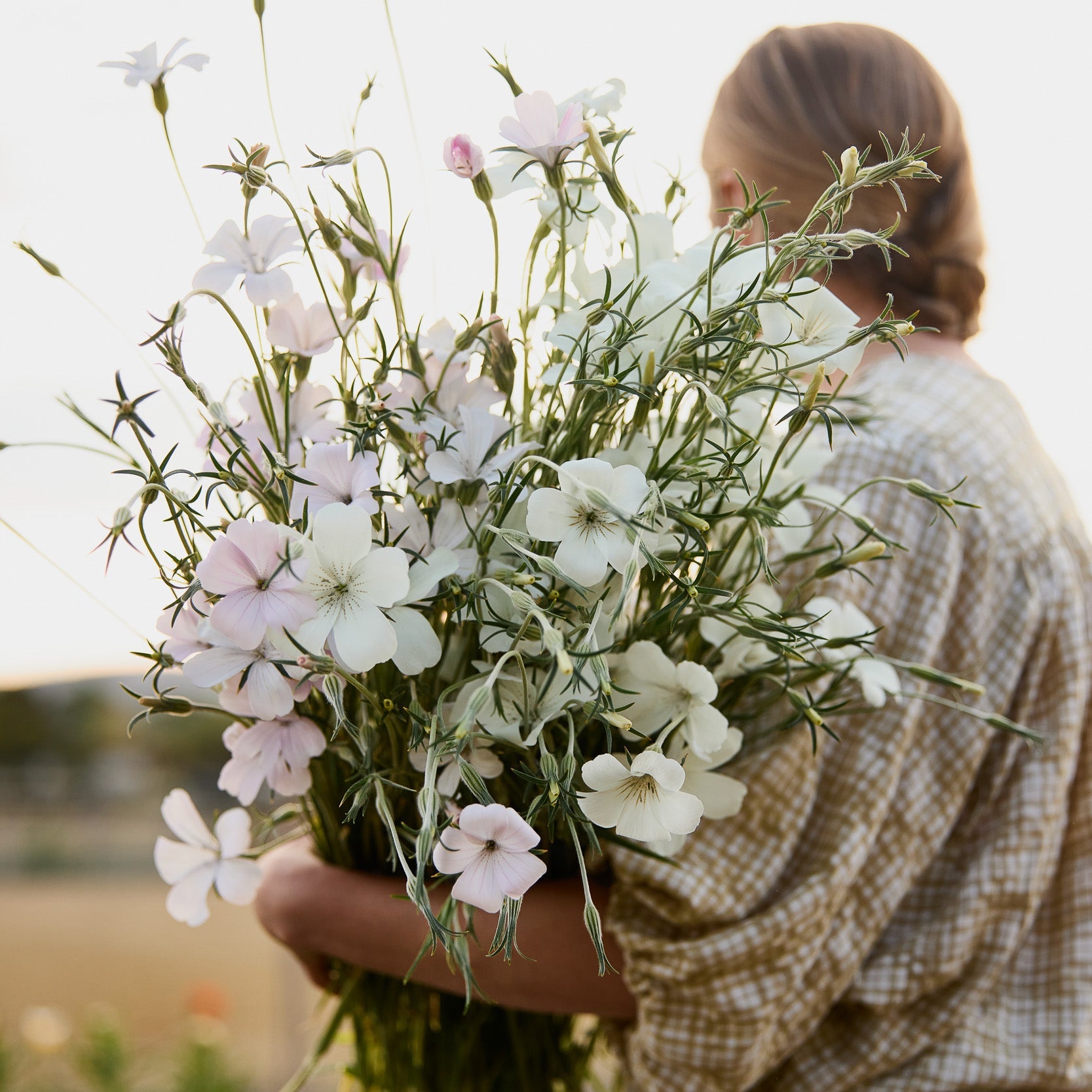 Corn Cockle Blossom Pearl Blush Flower | X 100 Seeds