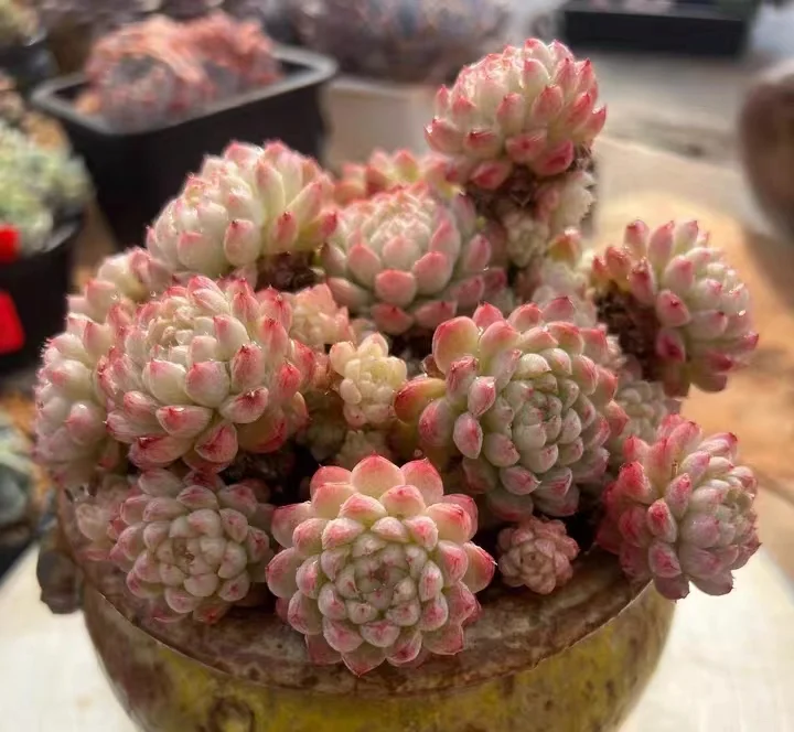 433.Echeveria Boule de suif. 5-7cm cluster/ Echeveria / Succulent plants / Garden landscape / Carefully select healthy plants