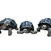 2024 Simulation turtle series Galapagos tortoise tortoise model