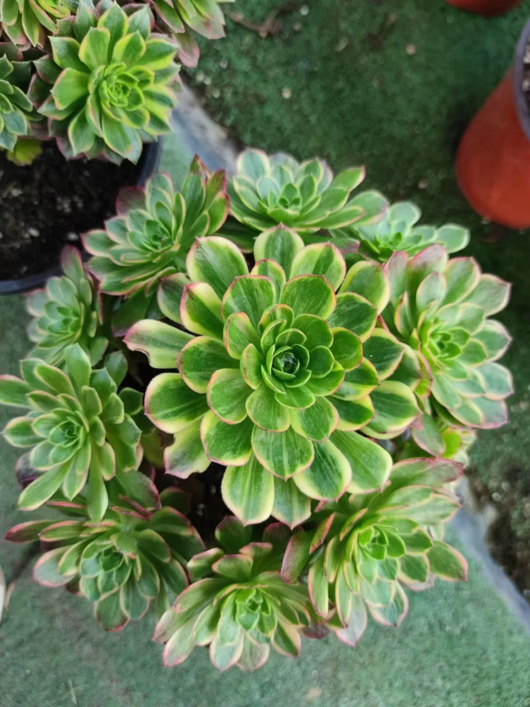 plant Aeonium Echeveria Haworthia  Caudex  Lithops Cactus  Agave 