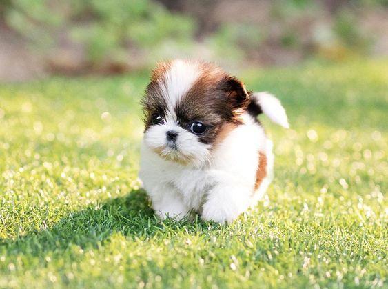 lifelike shih tzu