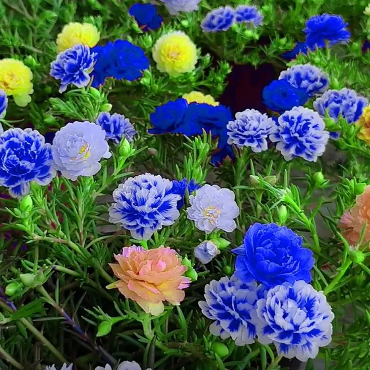 🌹Moss Rose – Immortal Flower