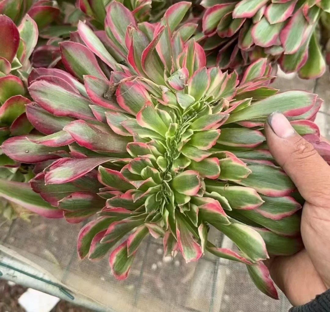 plant Aeonium Echeveria Haworthia  Caudex  Lithops Cactus  Agave 