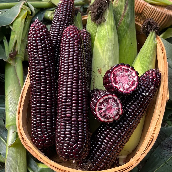 🔥Last Day Sale - 60% OFF🌽Gem Corn Seeds (98% Germination)⚡Buy 2 Get Free Shipping