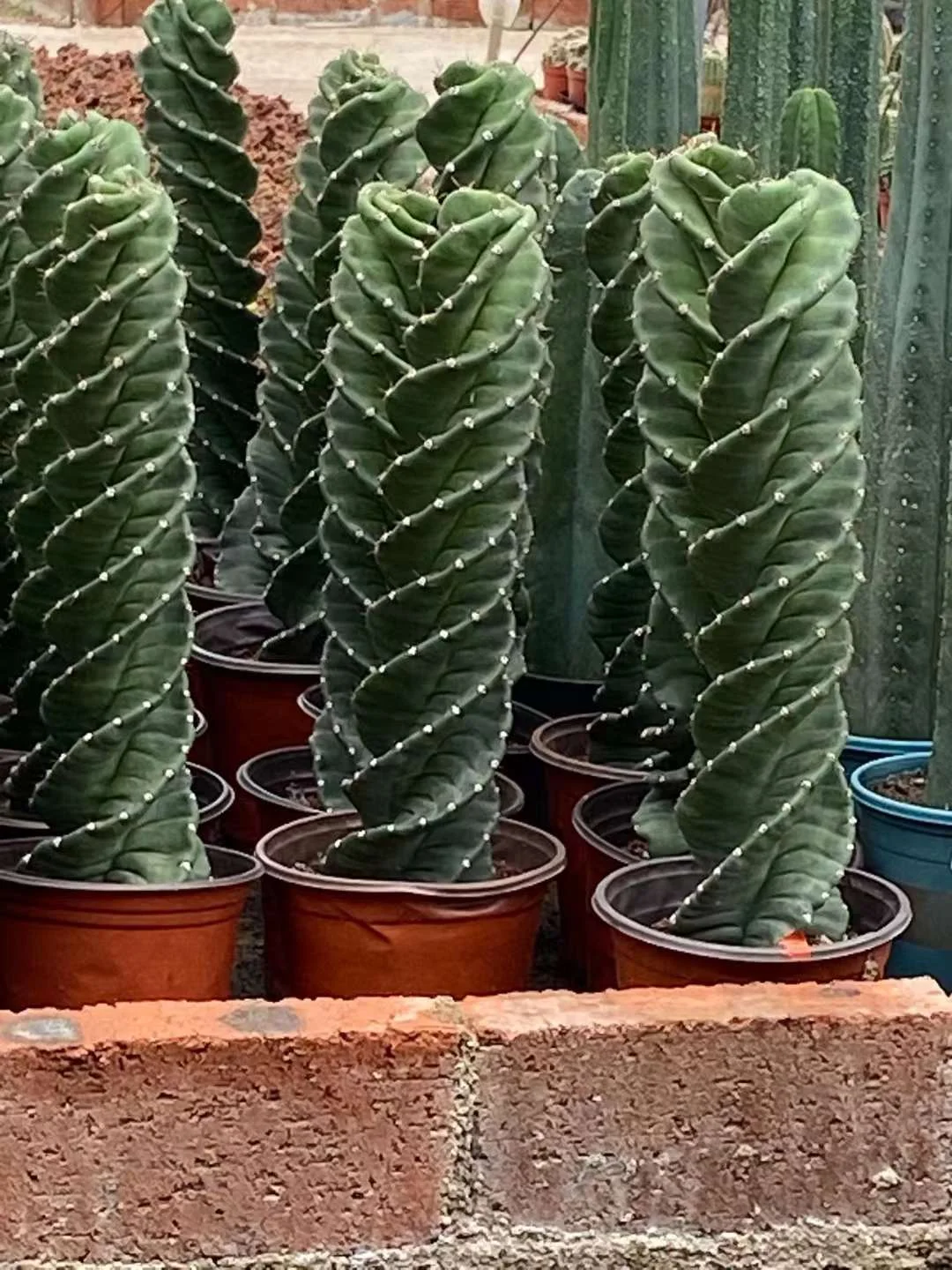 670.  Tornadocactus high  20-25cm /Cactus plants  /Succulent plants/ Garden landscape / Carefully select healthy plants