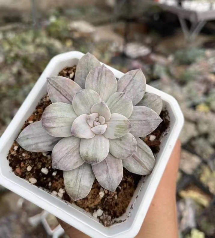 plant Aeonium Echeveria Haworthia  Caudex  Lithops Cactus  Agave 