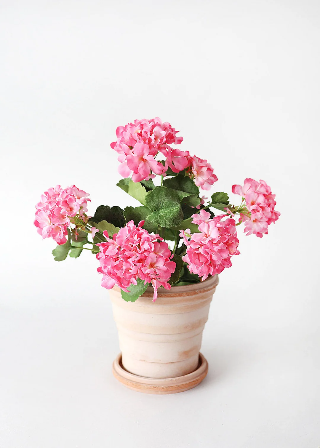 Pink UV Protected Indoor/Outdoor Geranium Bush - 18"