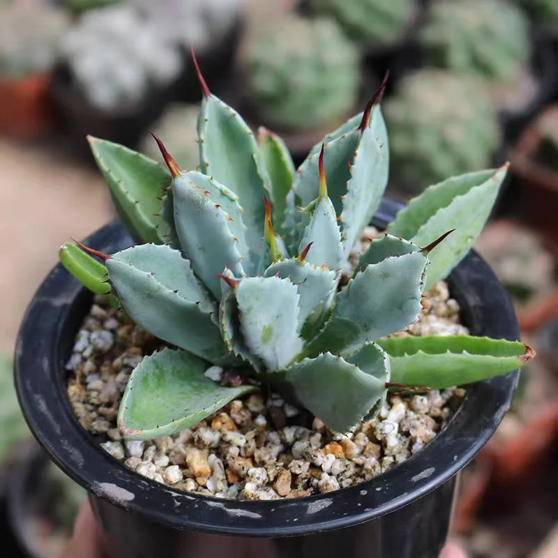 plant Aeonium Echeveria Haworthia  Caudex  Lithops Cactus  Agave 