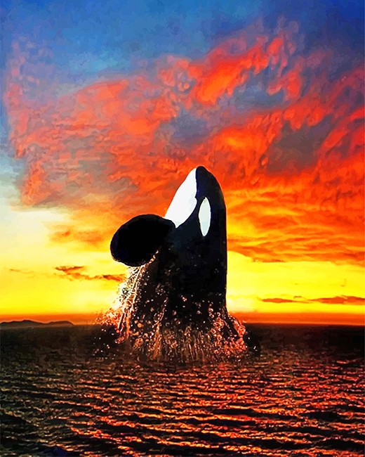 

Orca Sunset – Paint By Numbers - 40*50CM, 501 Original