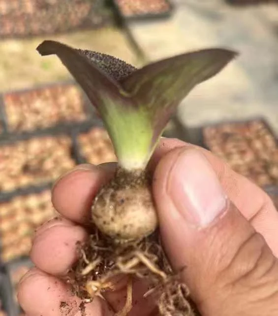 plant Aeonium Echeveria Haworthia  Caudex  Lithops Cactus  Agave 