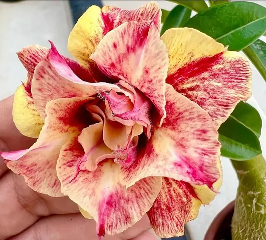 🎁Könnyű gondozás! 🌵Sivatagi rózsa hagymái 🌸Adenium obesum hagymái