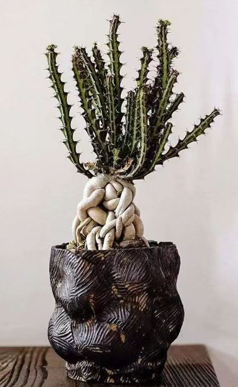 934.Euphorbia knuthii 2-3cm/Caudex/ Succulent plants / Garden landscape / Carefully select healthy plants