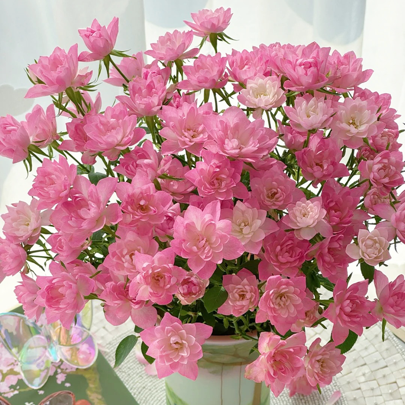 ⭐Perennial Rose Miniature 'Stars'💐