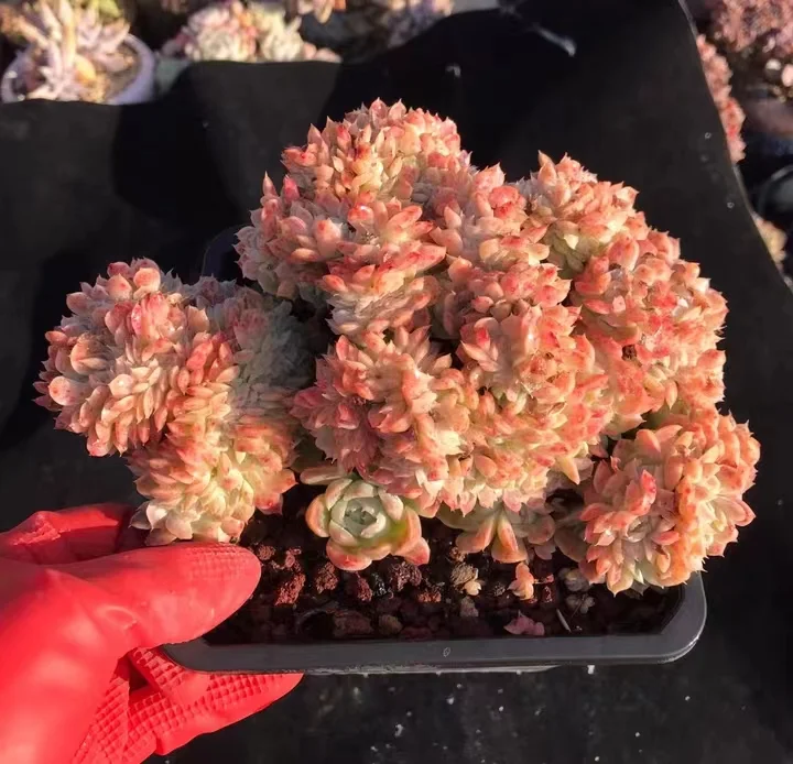 735.   Xiang fei crested  8-10cm / Echeveria / Succulent plants / Garden landscape / Carefully select healthy plants