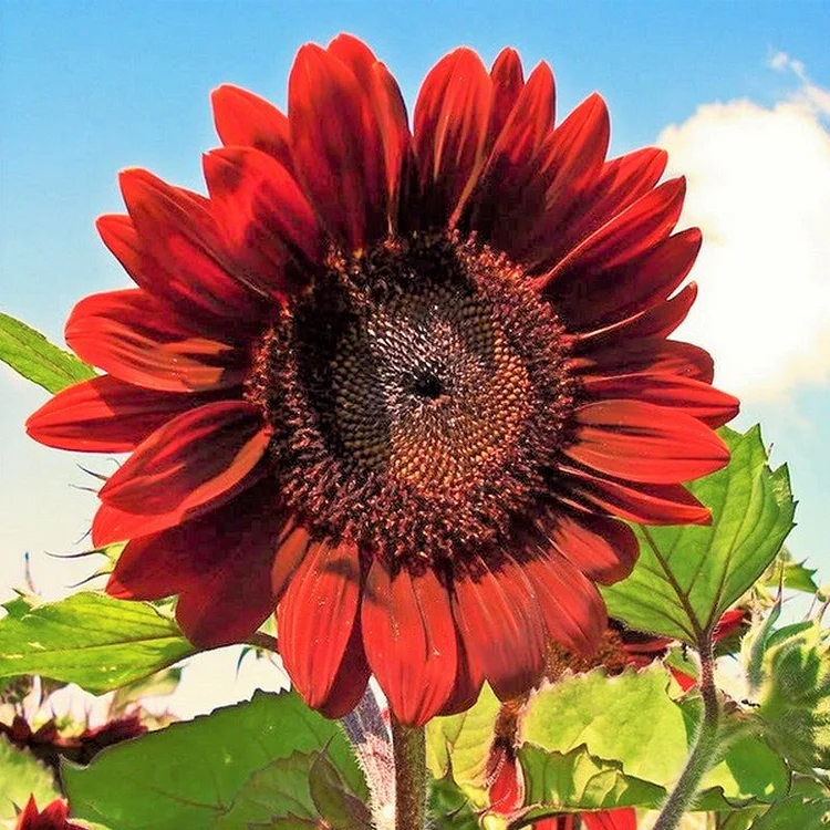 Sunflower, Velvet Queen