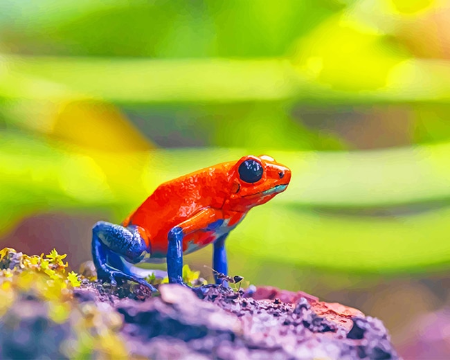 

Red and Blue Frog – Paint By Numbers - 40*50CM, 501 Original