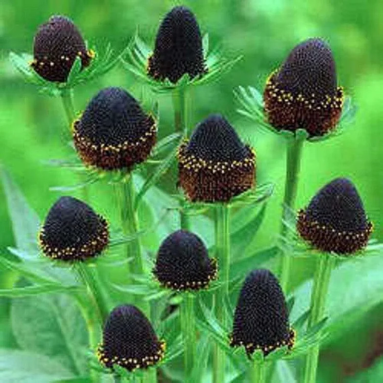 WESTERN CONEFLOWER Rudbeckia Occidentalis Green Wizard aka Rayless Naked Chocolate Black Flower Herb Seeds