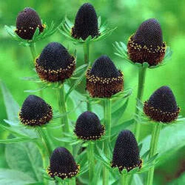 WESTERN CONEFLOWER Rudbeckia Occidentalis Green Wizard aka Rayless Naked Chocolate Black Flower Herb Seeds