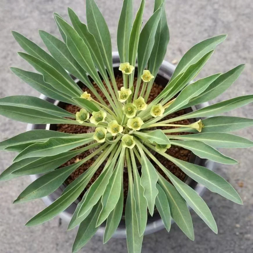 plant Aeonium Echeveria Haworthia  Caudex  Lithops Cactus  Agave 