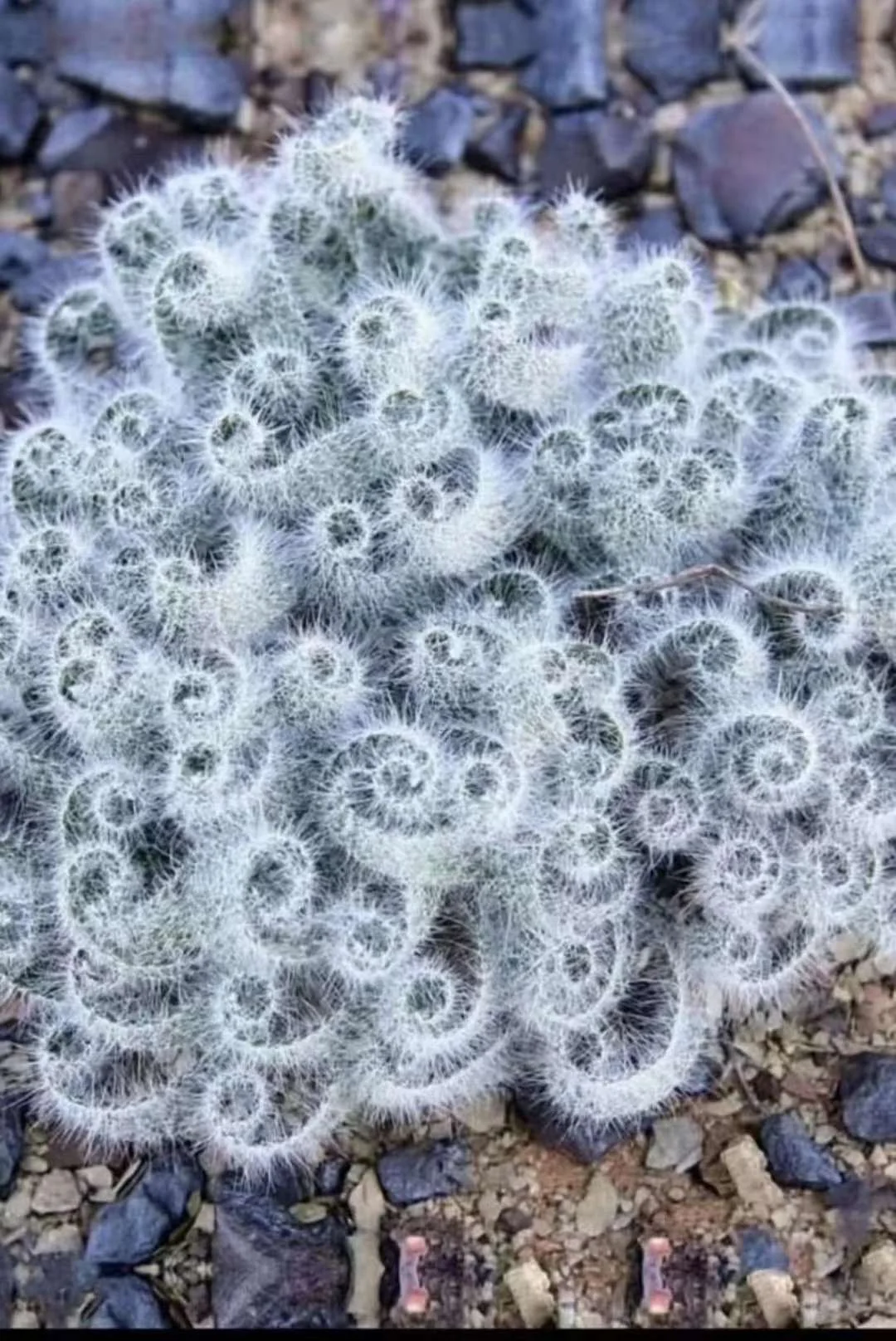 plant Aeonium Echeveria Haworthia  Caudex  Lithops Cactus  Agave 