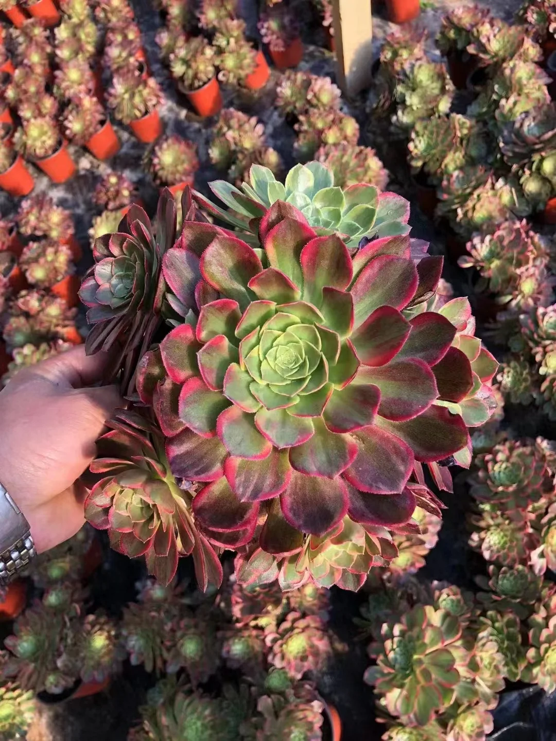 plant Aeonium Echeveria Haworthia  Caudex  Lithops Cactus  Agave 