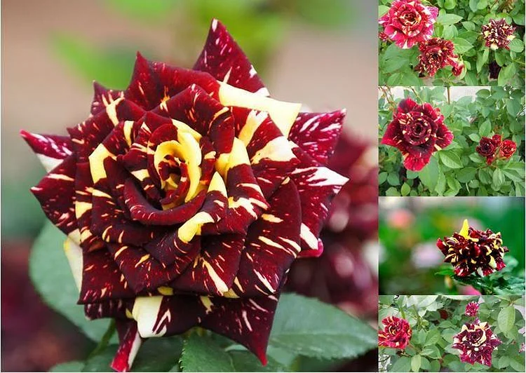 20 Pcs/bag Black Rose Flower Colorful Rose Petals Plant Seeds for Home  Garden